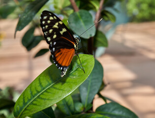 butterfly on flower 