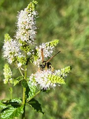 Wasp lands on a cluster of blooming mint plants