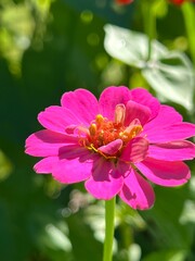 Single bright pink zinnia bloom up close, simple, old fashioned