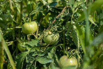 green unripe tomatoes in the field