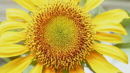 Sunflower closeup for background