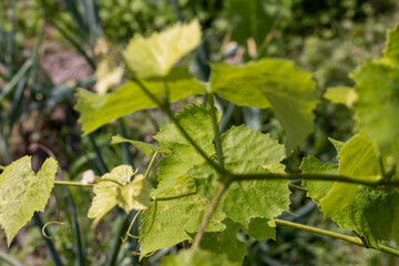 Green foliage of grapes in sunny windy weather