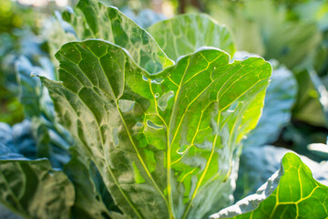 A leaf of a growing white cabbage is infested with whiteflies close-up against a blurred background. Insect pest Aleyrodoidea eating plants on farmland