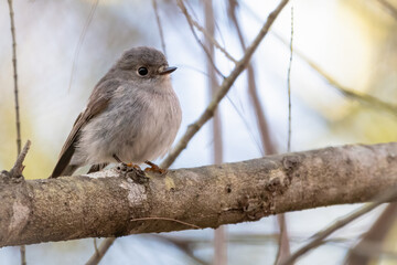 Female rose robin (Petroica rosea) portrait, Sydney, Australia
