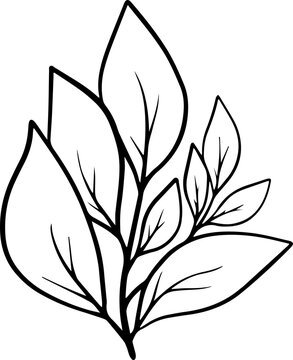 Hand Drawn Leaf Sketch Line Art
