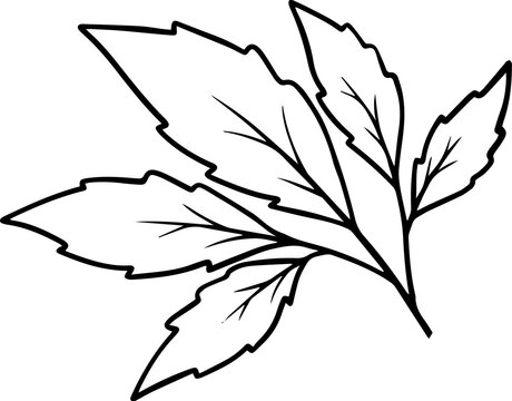 Hand Drawn Leaf Sketch Line Art
