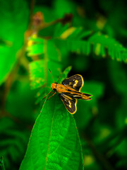 bug on a leaf