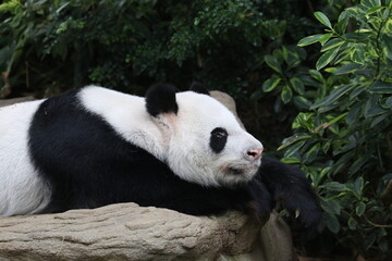 Obraz premium giant panda bear