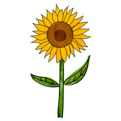 Sunflower png drawing