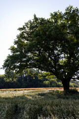 Obraz premium Growing in a field with wheat