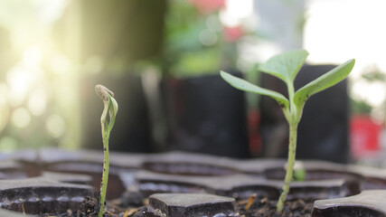 Green young melon plants grow on fertile soil in the rainy season. Selective focus. Plants seedling, germination process of plants, radicle, cotyledon, and leaf, green blurred in the backgrounds.