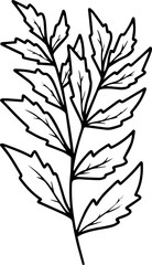 Leaves Line Art Illustration
