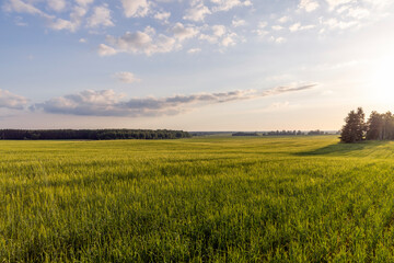 An agricultural field where ripening cereals grow