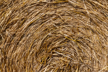 twisted straw stacks after harvest