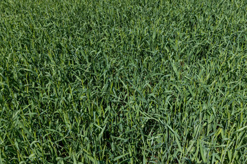 An agricultural field where green cereals grow