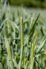 An agricultural field where green cereals grow