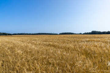 ripe wheat harvest in summer
