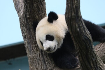 giant panda bear