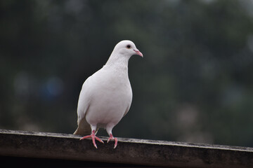 white dove on the rock