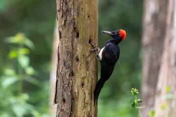 white-bellied woodpecker or great black woodpecker (Dryocopus javensis)