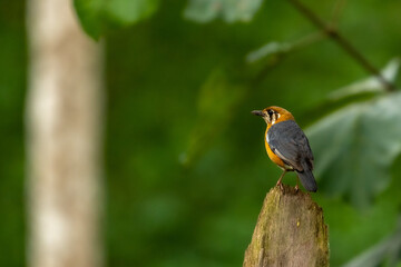 orange-headed thrush (Geokichla citrina) 