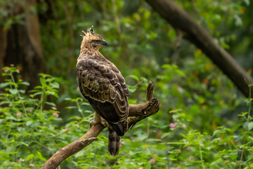 changeable hawk-eagle or crested hawk-eagle (Nisaetus cirrhatus) 