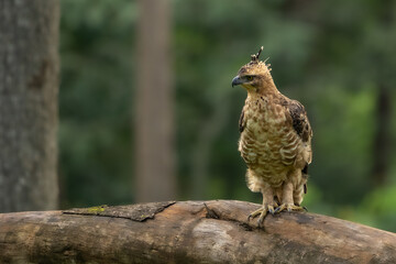 changeable hawk-eagle or crested hawk-eagle (Nisaetus cirrhatus) 