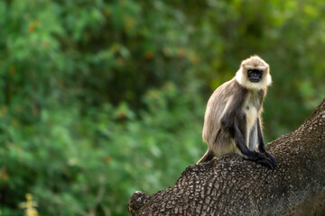 Gray langurs, also called Hanuman langurs