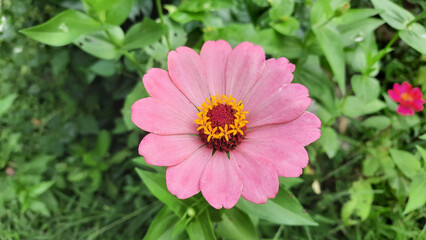 Fototapeta premium Beautifully blooming light pink flowers on a background of leaves
