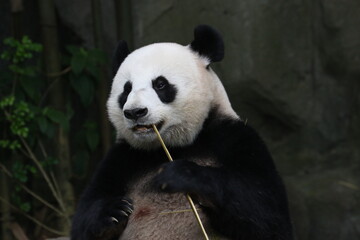 giant panda bear