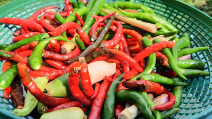 Close up, Red and green curly chilies in a green basket