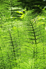 Beautiful ferns growing wild in nature