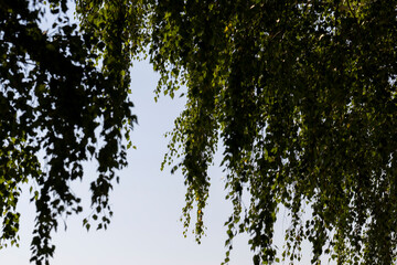green birch foliage in sunny windy weather