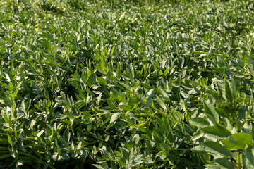 Green beans in sunny windy weather