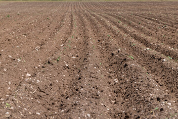 A field with furrows in which potatoes grow