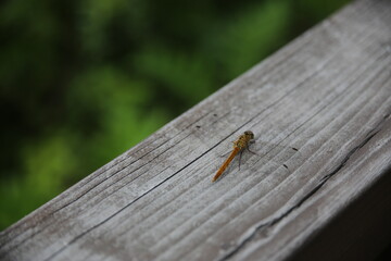 dragonfly