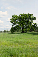 Fototapeta na wymiar A lone oak growing in a field near the forest