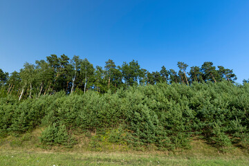 Trees in the forest in the summer