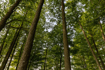 trees with green foliage in a mixed forest