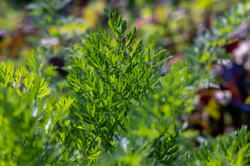 Green carrots while growing in the field