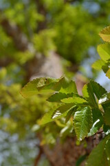 Green Leaves in the Sun