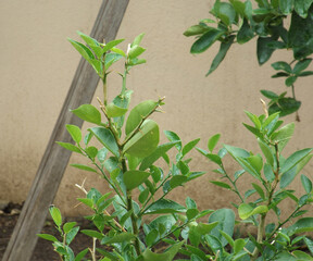 Árbolito de limones con una palo recargado en una pared de fondo,
Little lemon tree with a stick...