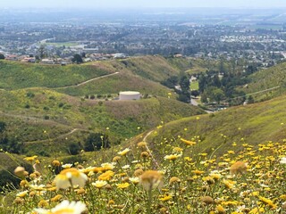 a hill of yellow flowers above ventura california with the pacific coast and city in the background.