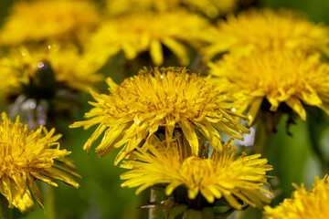 a field where a large number of yellow dandelions grow