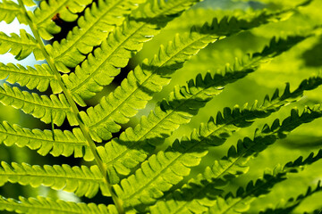 green fern leaves in summer, close up