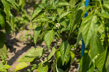 green peppers on a flying field
