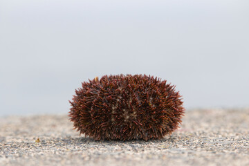 Side view of Japanese bafun uni sea urchin shell on Rebun Island