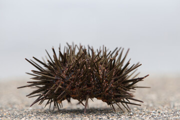 Murasaki uni sea urchin shell, Rebun, Hokkaido