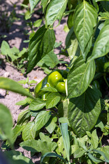 green peppers on a flying field