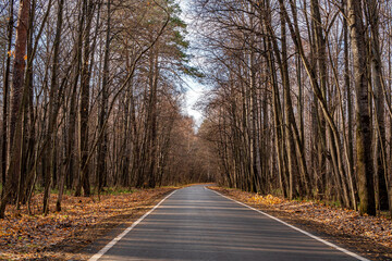 Obraz premium The road in the autumn forest